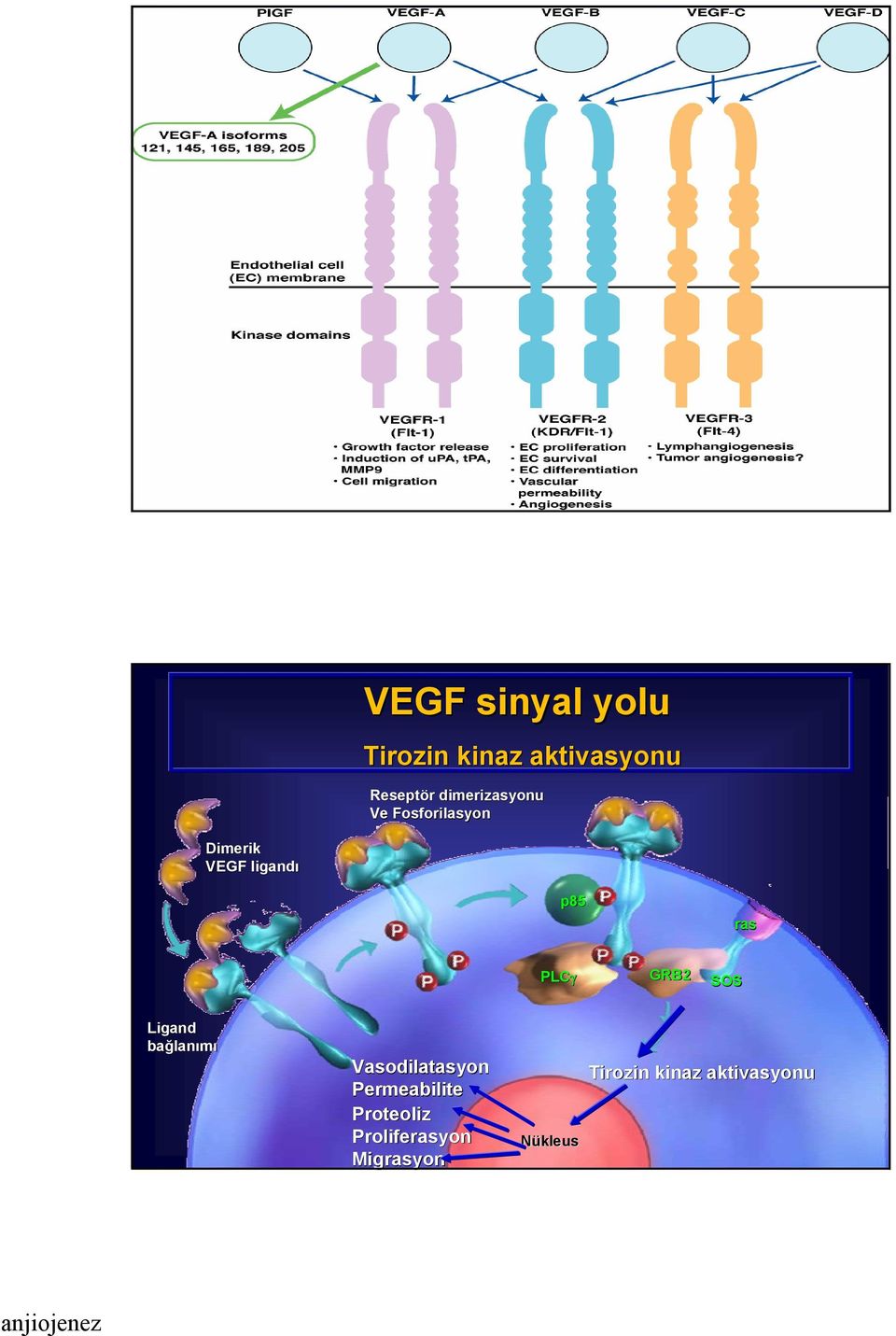 ras PLCγ GRB2 SOS Ligand bağlanımı Vasodilatasyon asyon