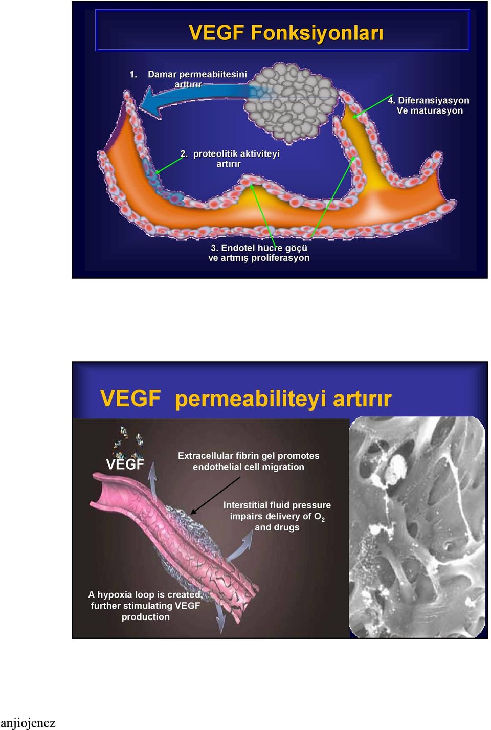 Endotel hücre h göçüg ve artmış proliferasyon VEGF permeabiliteyi artırır VEGF Extracellular