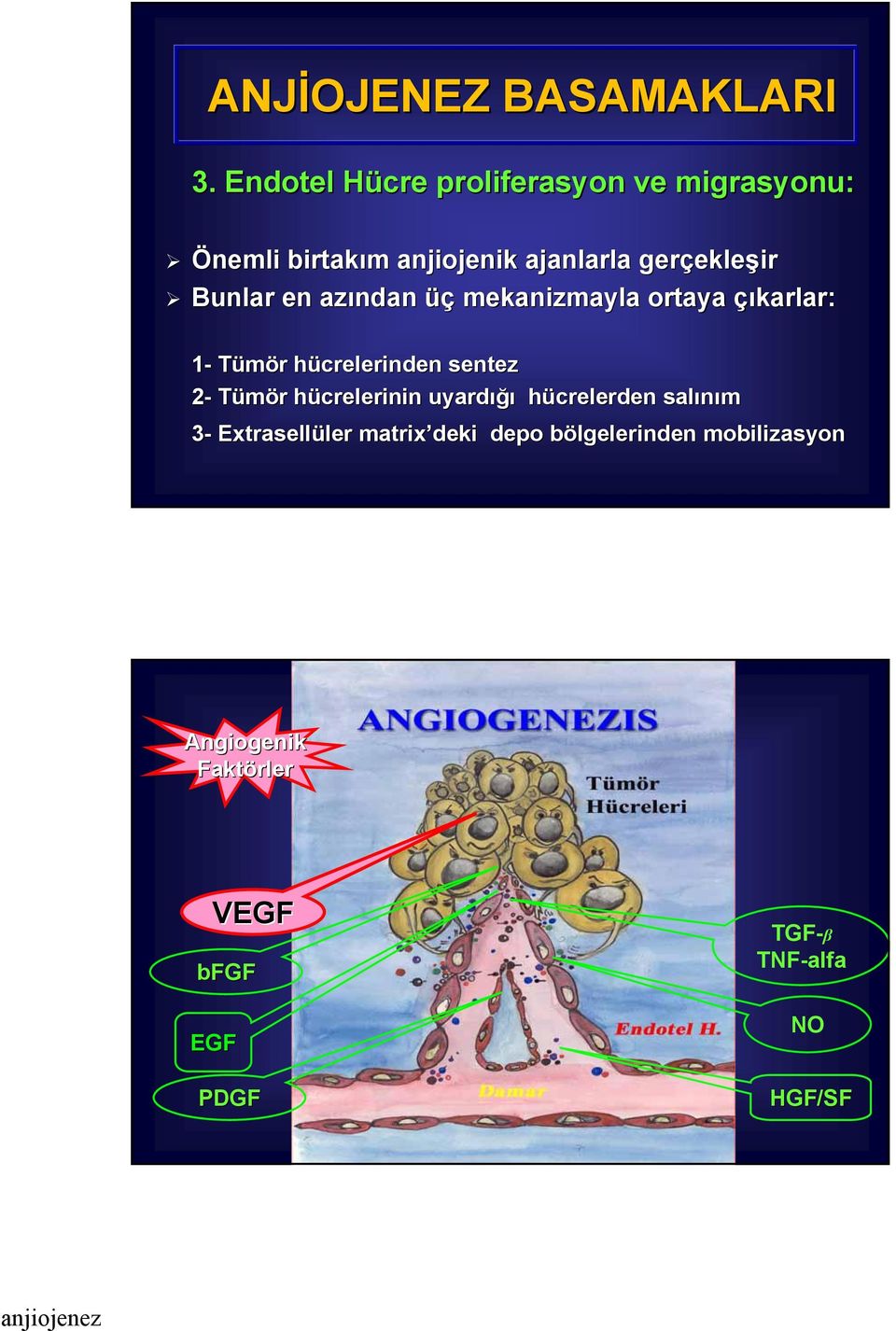 ekleşir Bunlar en azından üç mekanizmayla ortaya çıkarlar: 1- Tümör r hücrelerinden h sentez 2-