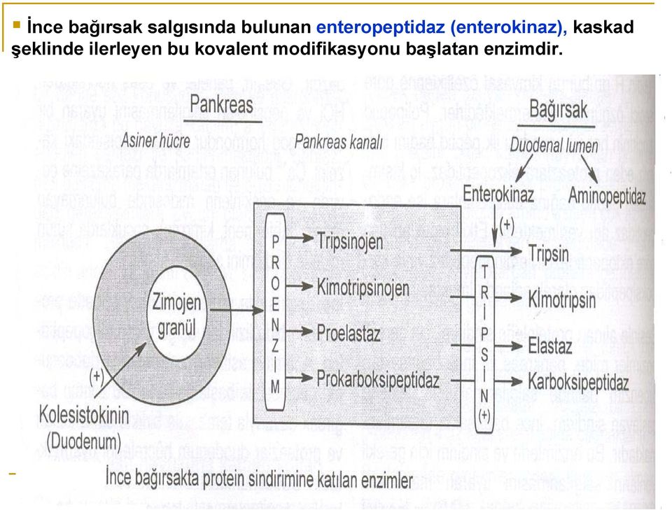 kaskad şeklinde ilerleyen bu