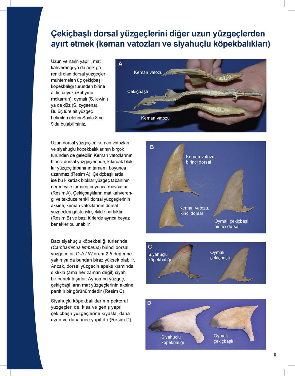 A Keman vatozu Çekiçbaşlı Keman vatozu Uzun dorsal yüzgeçler, keman vatozları ve siyahuçlu köpekbalıklarının birçok türünden de gelebilir.