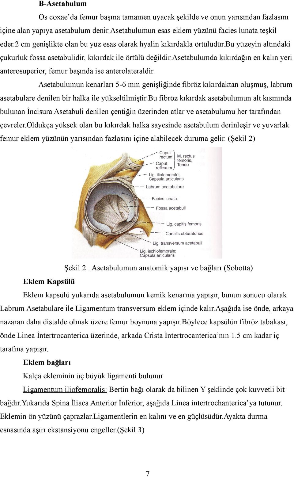 asetabulumda kıkırdağın en kalın yeri anterosuperior, femur başında ise anterolateraldir.