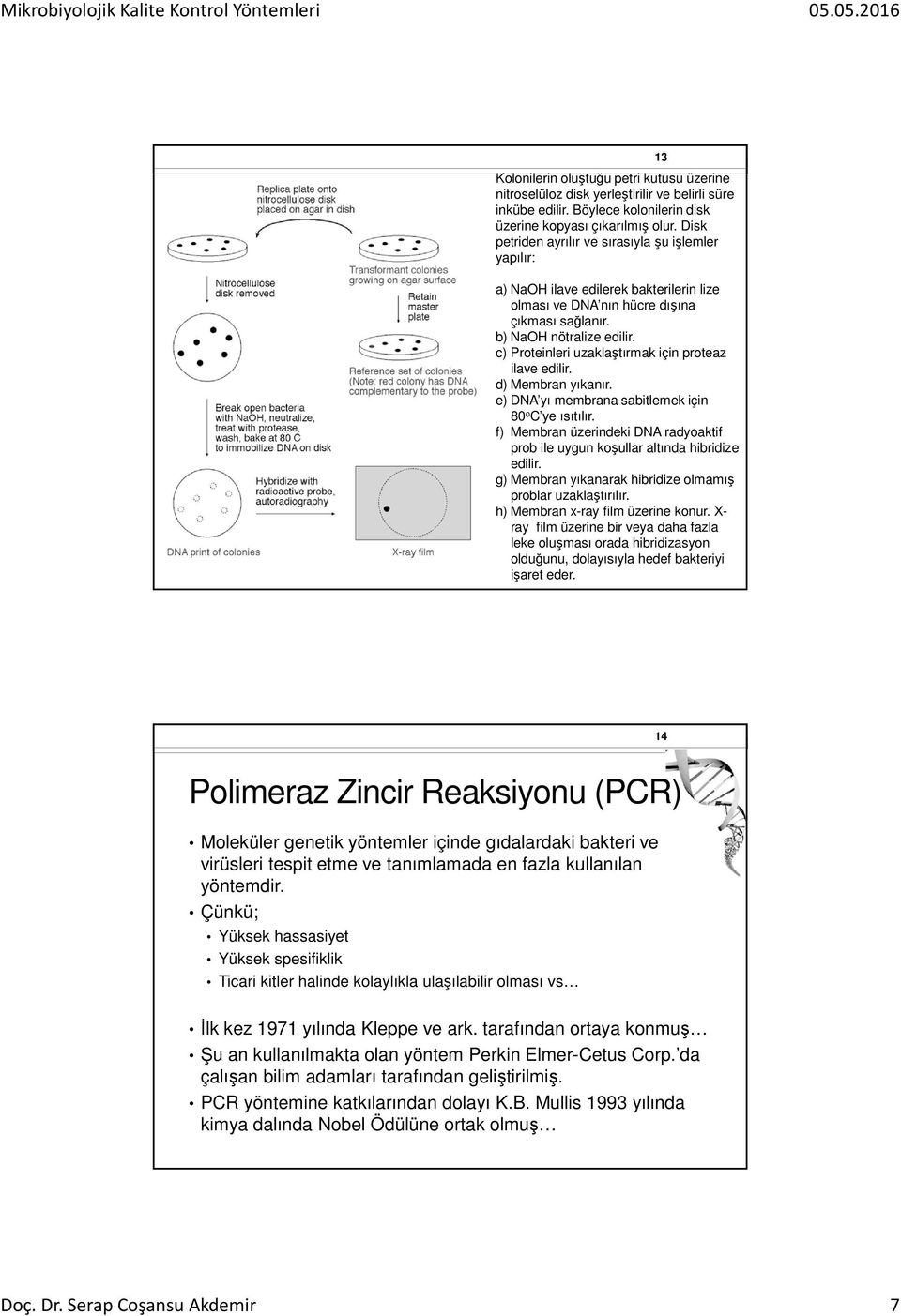 c) Proteinleri uzaklaştırmak için proteaz ilave edilir. d) Membran yıkanır. e) DNA yı membrana sabitlemek için 80 o C ye ısıtılır.