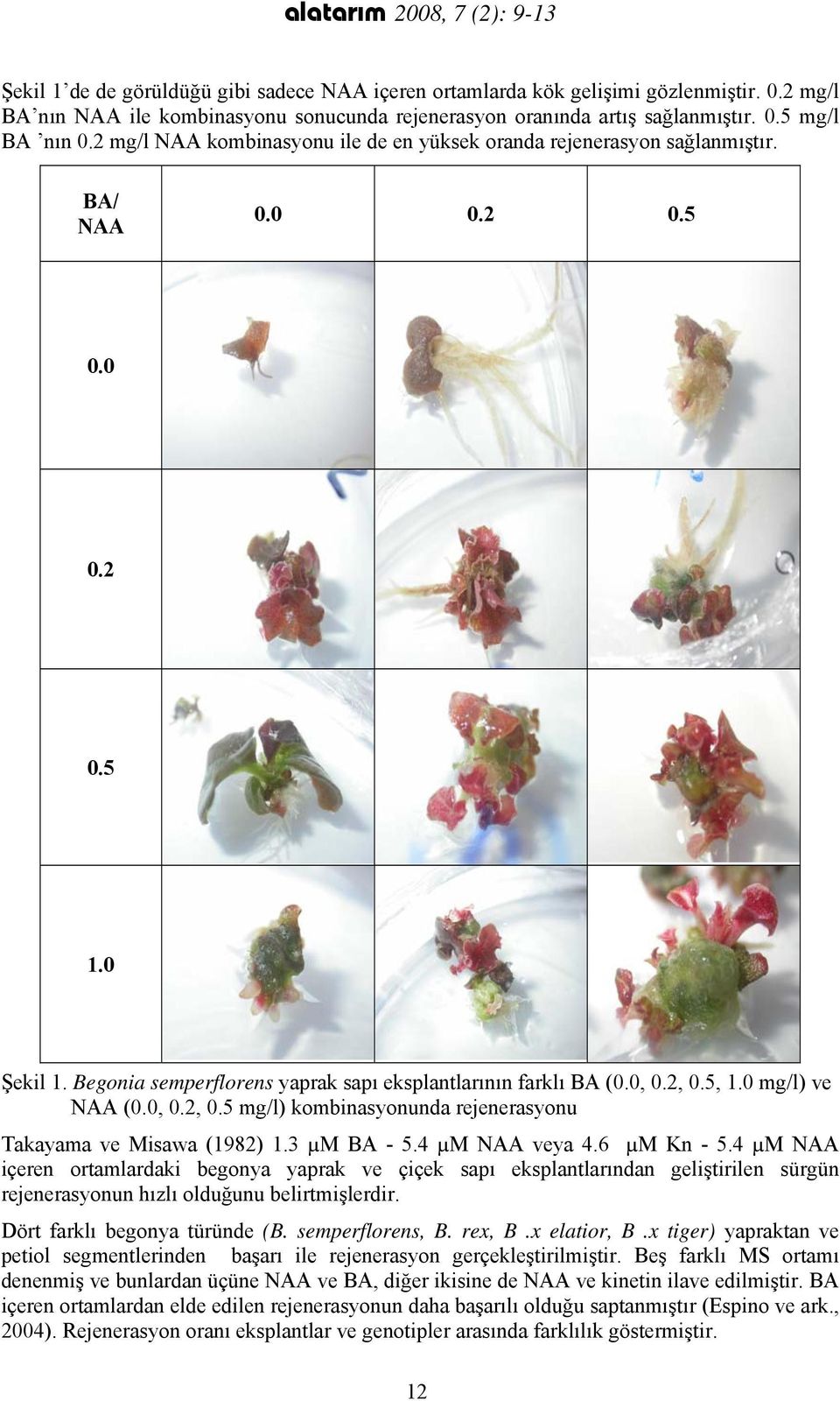 Begonia semperflorens yaprak sapı eksplantlarının farklı BA (0.0, 0.2, 0.5, 1.0 mg/l) ve NAA (0.0, 0.2, 0.5 mg/l) kombinasyonunda rejenerasyonu Takayama ve Misawa (1982) 1.3 µm BA - 5.4 µm NAA veya 4.