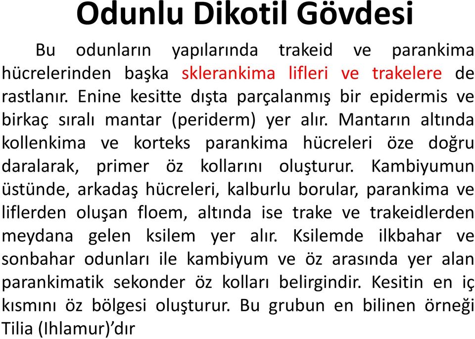 Mantarın altında kollenkima ve korteks parankima hücreleri öze doğru daralarak, primer öz kollarını oluşturur.