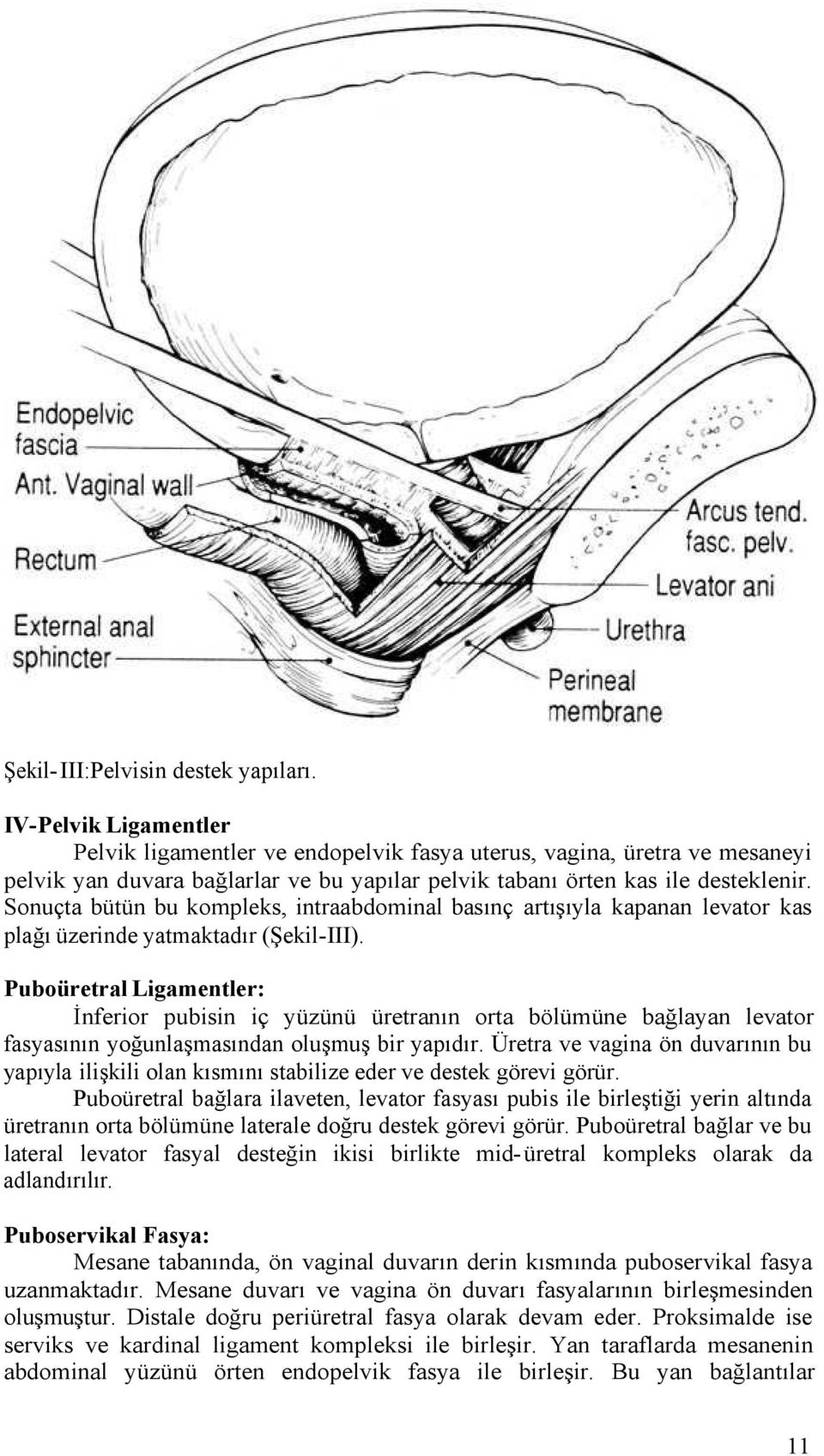 Sonuçta bütün bu kompleks, intraabdominal basınç artışıyla kapanan levator kas plağı üzerinde yatmaktadır (Şekil-III).