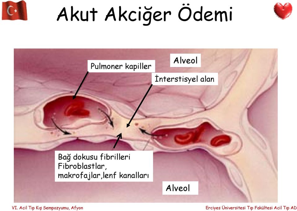 fibrilleri Fibroblastlar,