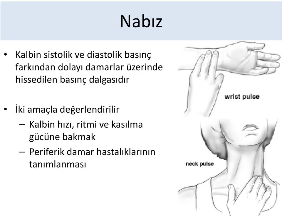 İki amaçla değerlendirilir Kalbin hızı, ritmi ve