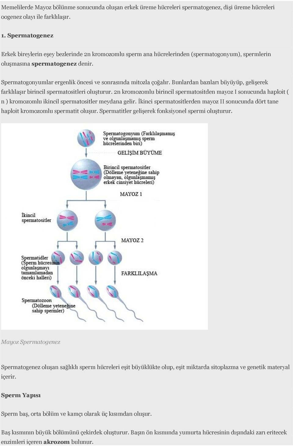 Spermatogonyumlar ergenlik öncesi ve sonrasında mitozla çoğalır. Bunlardan bazıları büyüyüp, gelişerek farklılaşır birincil spermatositleri oluşturur.