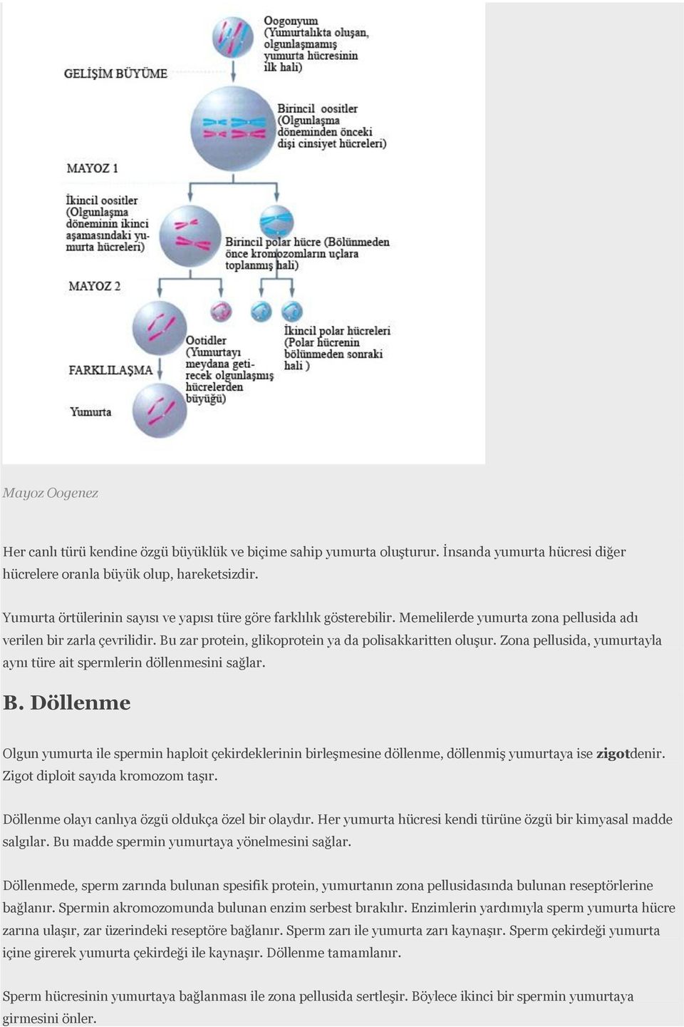 Zona pellusida, yumurtayla aynı türe ait spermlerin döllenmesini sağlar. B. Döllenme Olgun yumurta ile spermin haploit çekirdeklerinin birleşmesine döllenme, döllenmiş yumurtaya ise zigotdenir.