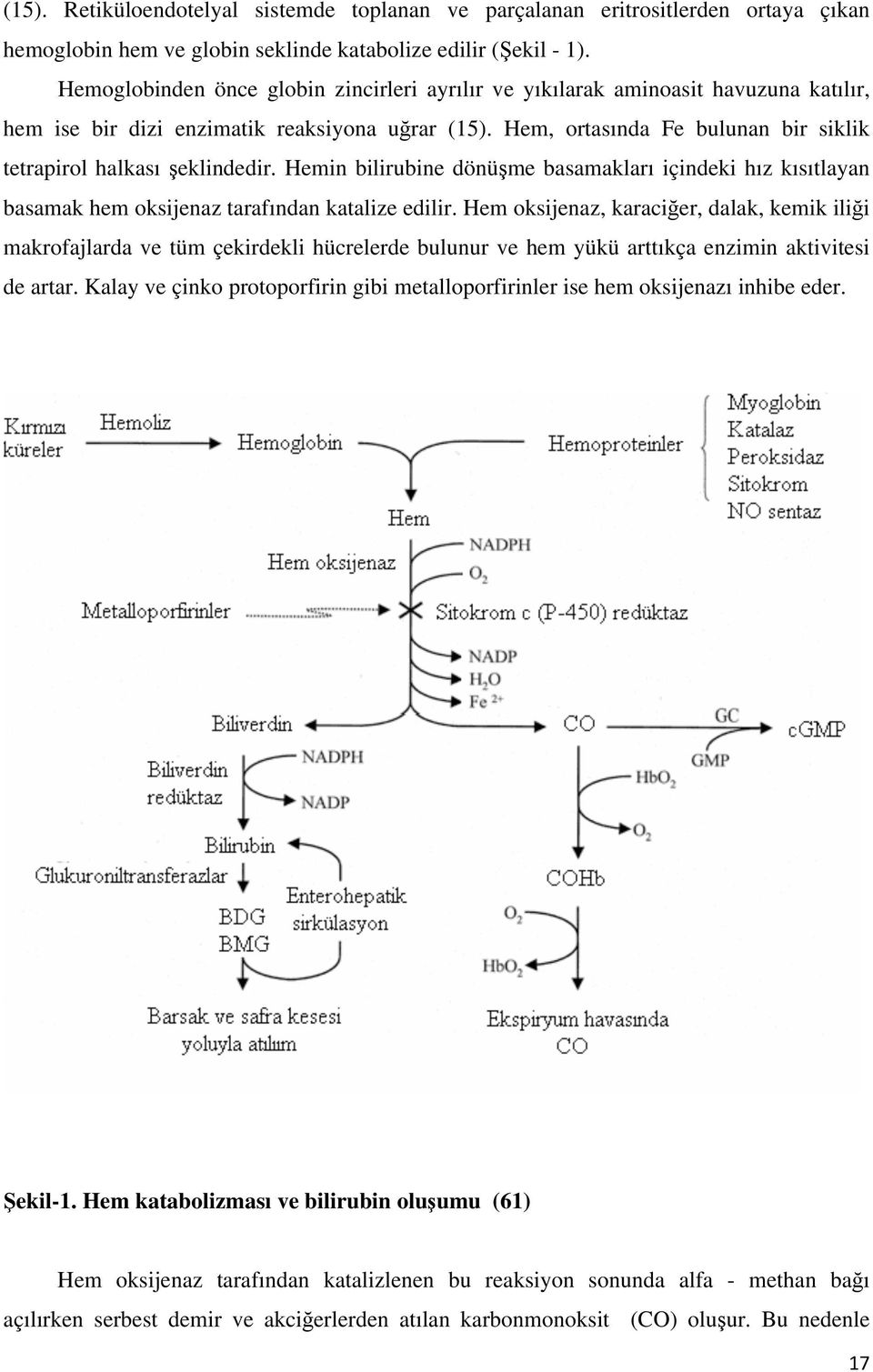 Hem, ortasında Fe bulunan bir siklik tetrapirol halkası şeklindedir. Hemin bilirubine dönüşme basamakları içindeki hız kısıtlayan basamak hem oksijenaz tarafından katalize edilir.