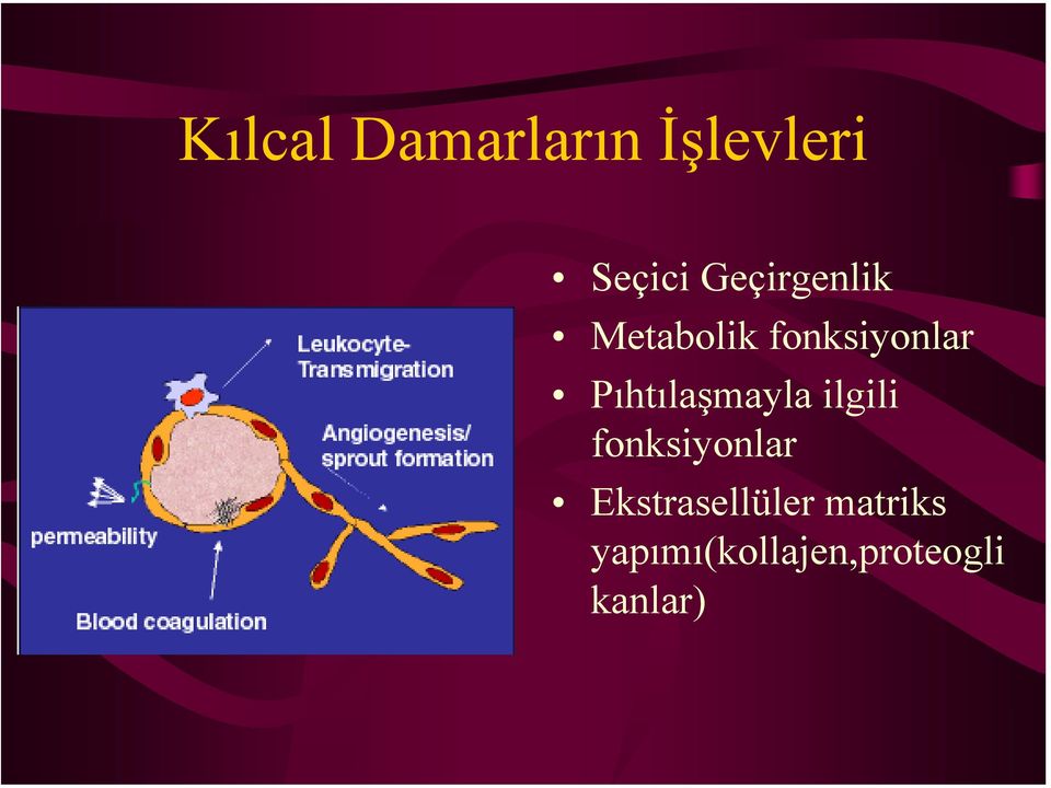 Pıhtılaşmayla ilgili fonksiyonlar