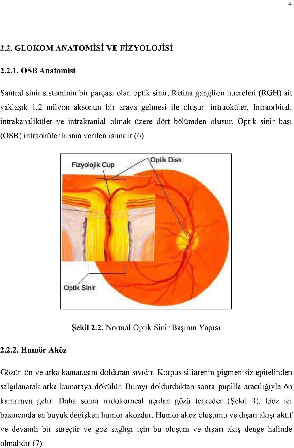 intraoküler, İntraorbital, İ, intrakanaliküler ve intrakranial i olmak üzere dört bölümden olusur. Optik sinir başıı (OSB) intraoküler kısma verilen isimdir (6). Şekil 2.