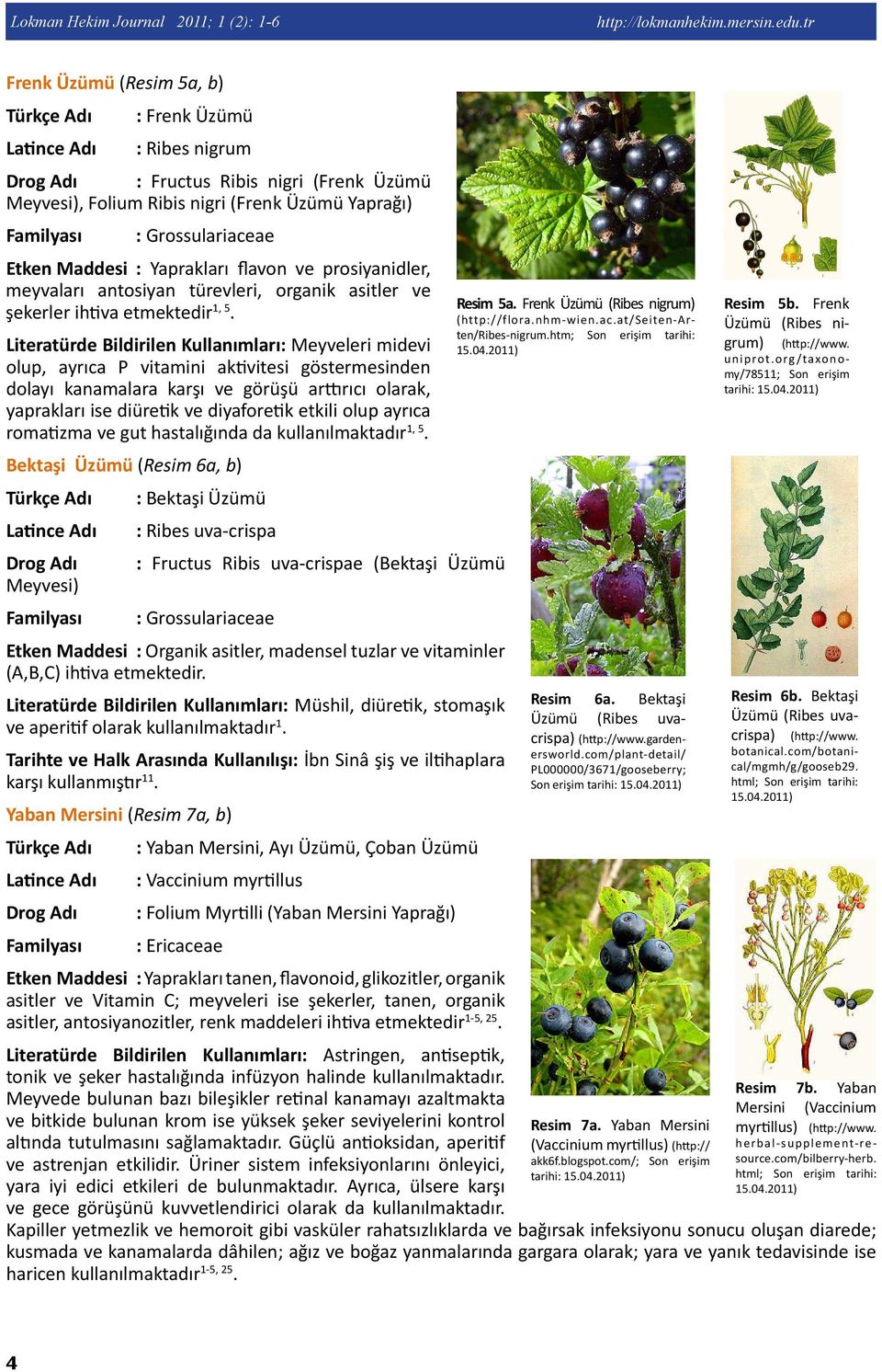 Grossulariaceae Etken Maddesi : Yaprakları flavon ve prosiyanidler, meyvaları antosiyan türevleri, organik asitler ve şekerler ihtiva etmektedir 1, 5 Resim 5a. Frenk Üzümü (Ribes nigrum).
