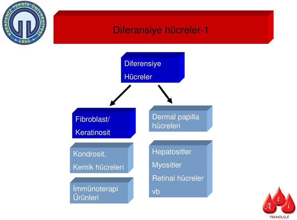 hücreleri Đmmünoterapi Ürünleri Dermal