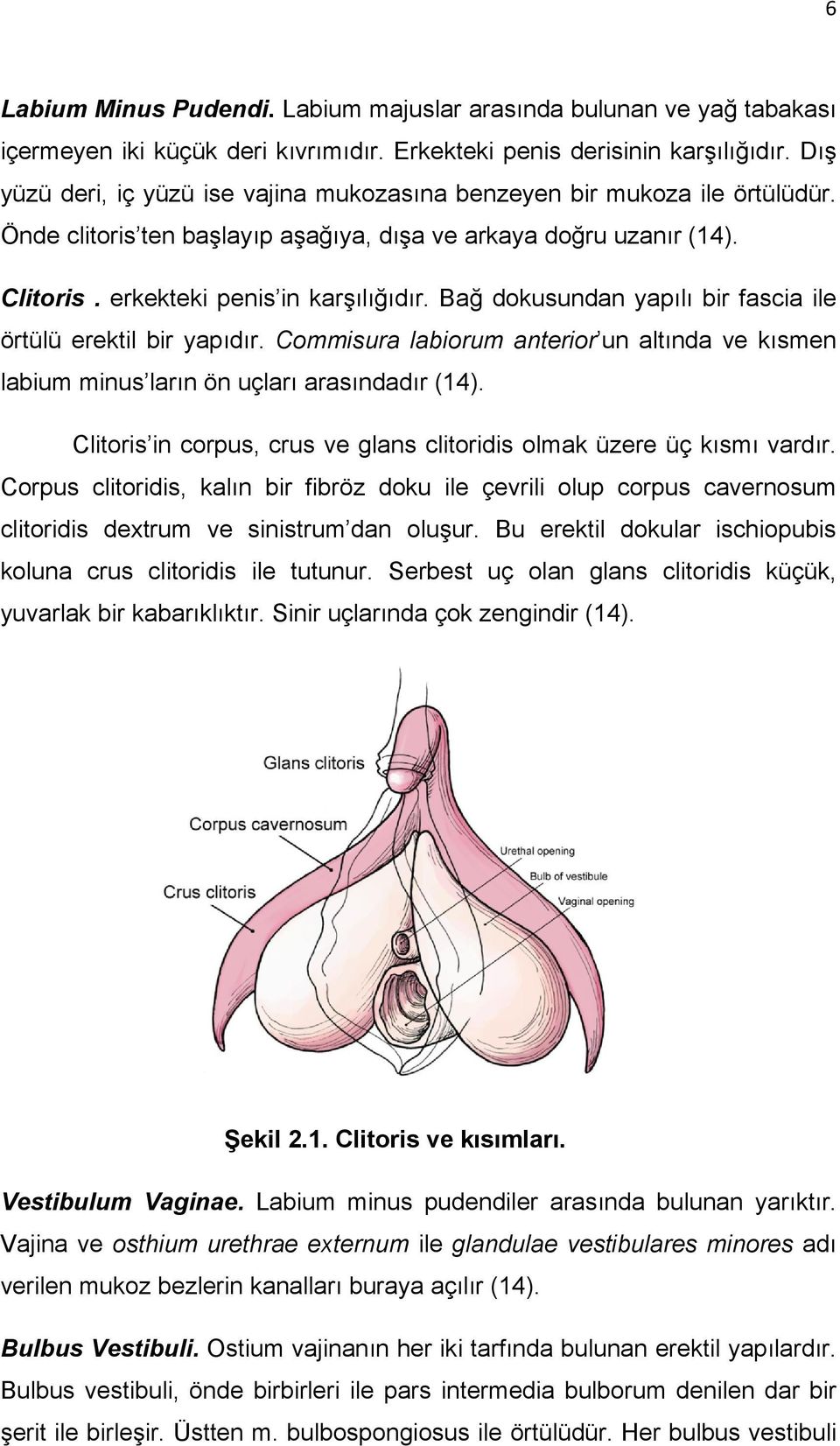 Bağ dokusundan yapılı bir fascia ile örtülü erektil bir yapıdır. Commisura labiorum anterior un altında ve kısmen labium minus ların ön uçları arasındadır (14).