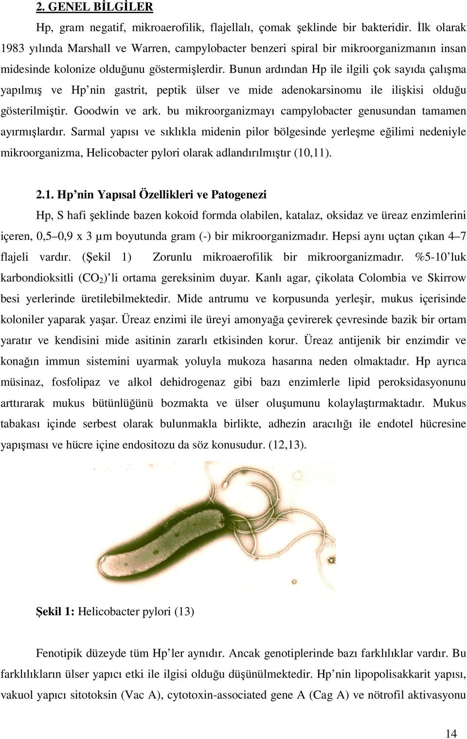 Bunun ardından Hp ile ilgili çok sayıda çalışma yapılmış ve Hp nin gastrit, peptik ülser ve mide adenokarsinomu ile ilişkisi olduğu gösterilmiştir. Goodwin ve ark.