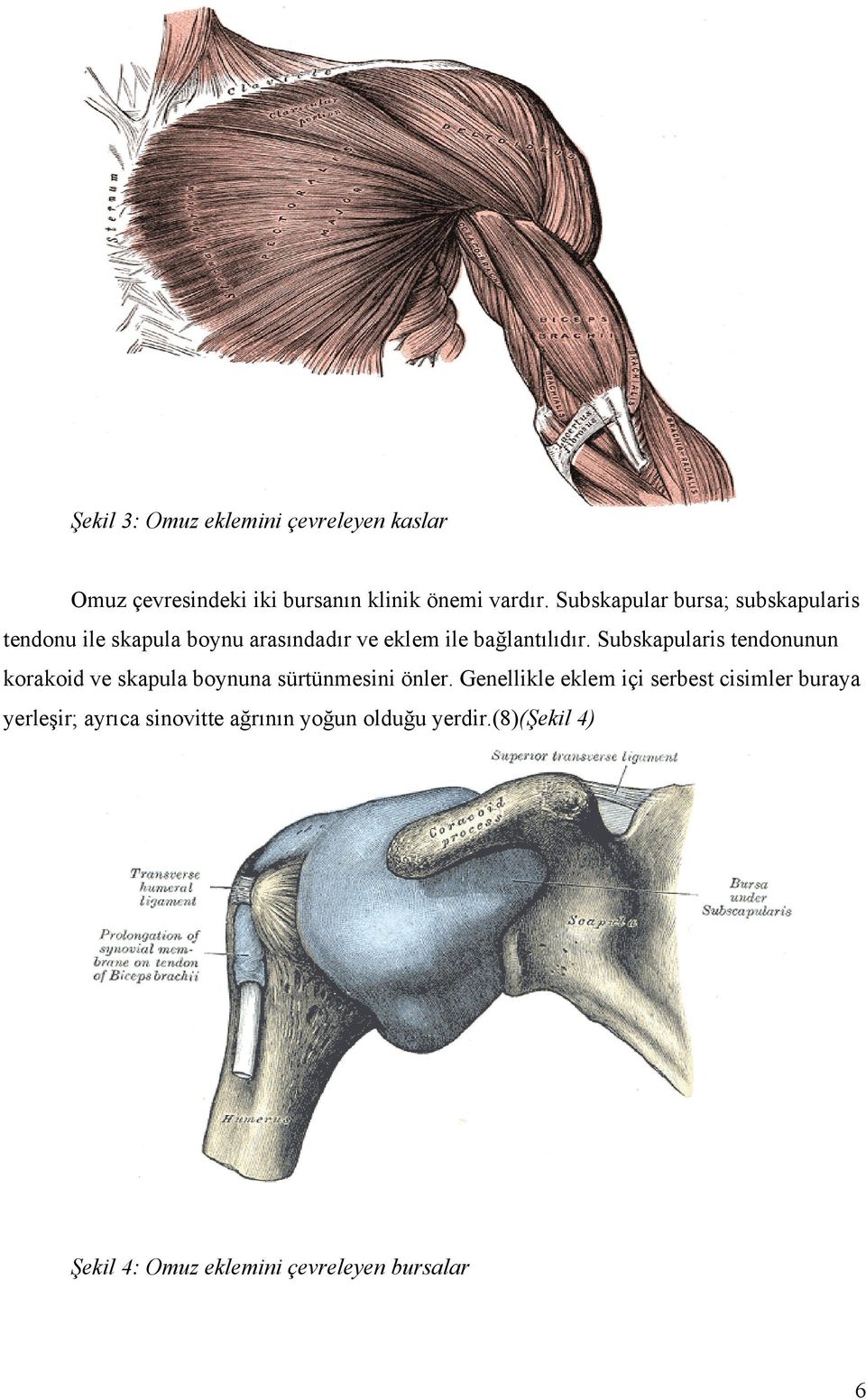 Subskapularis tendonunun korakoid ve skapula boynuna sürtünmesini önler.