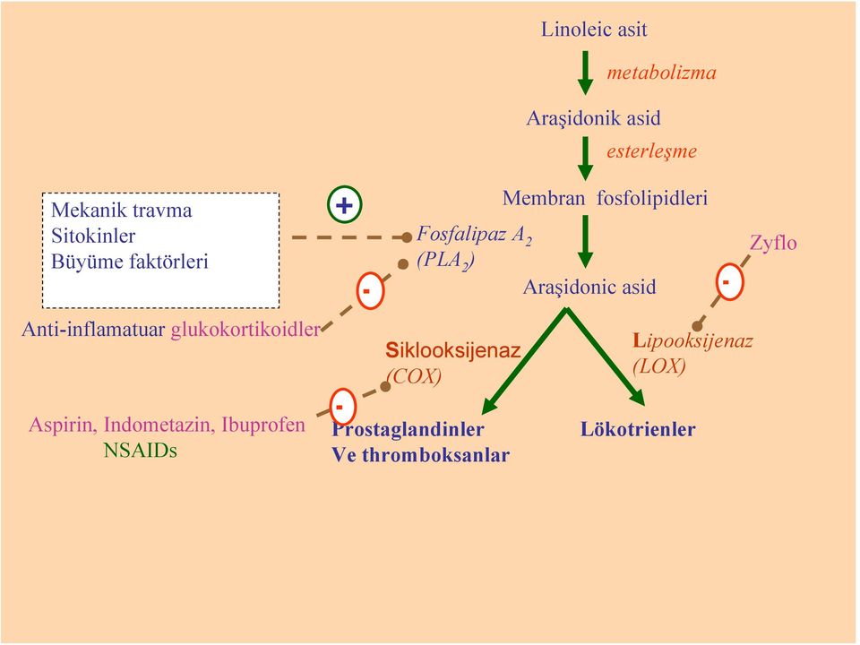 Ibuprofen NSAIDs Prostaglandinler Ve thromboksanlar Membran fosfolipidleri