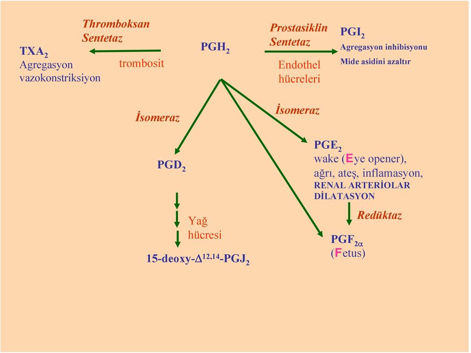 inhibisyonu Mide asidini azaltır PGD 2 Yağ hücresi 15-deoxy-Δ 12,14 -PGJ 2 PGE 2
