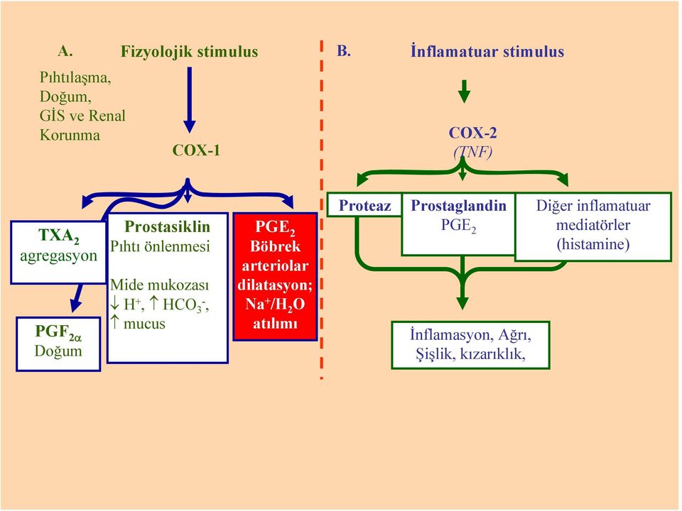 önlenmesi Mide mukozası H +, HCO 3-, mucus PGE 2 Böbrek arteriolar dilatasyon; Na + /H 2 O