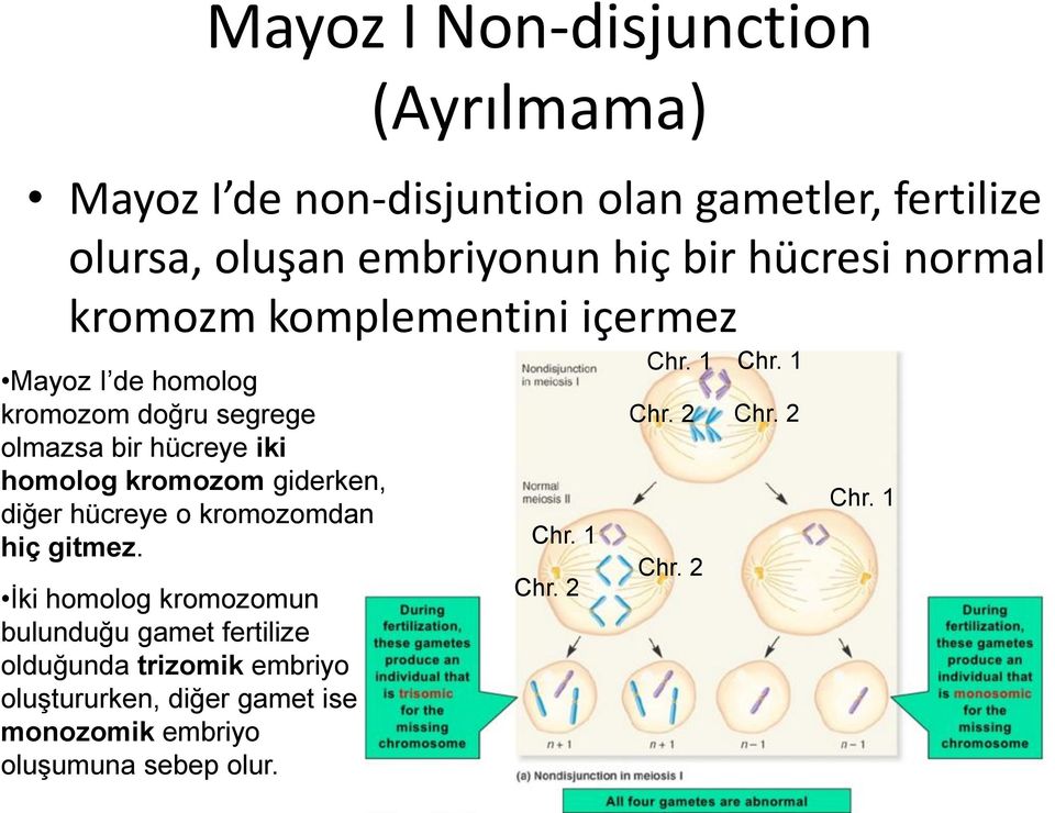 kromozom giderken, diğer hücreye o kromozomdan hiç gitmez.