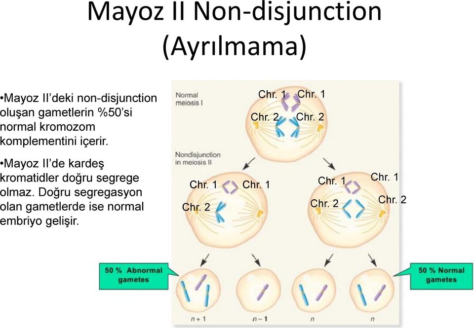 2 Mayoz II de kardeş kromatidler doğru segrege olmaz.