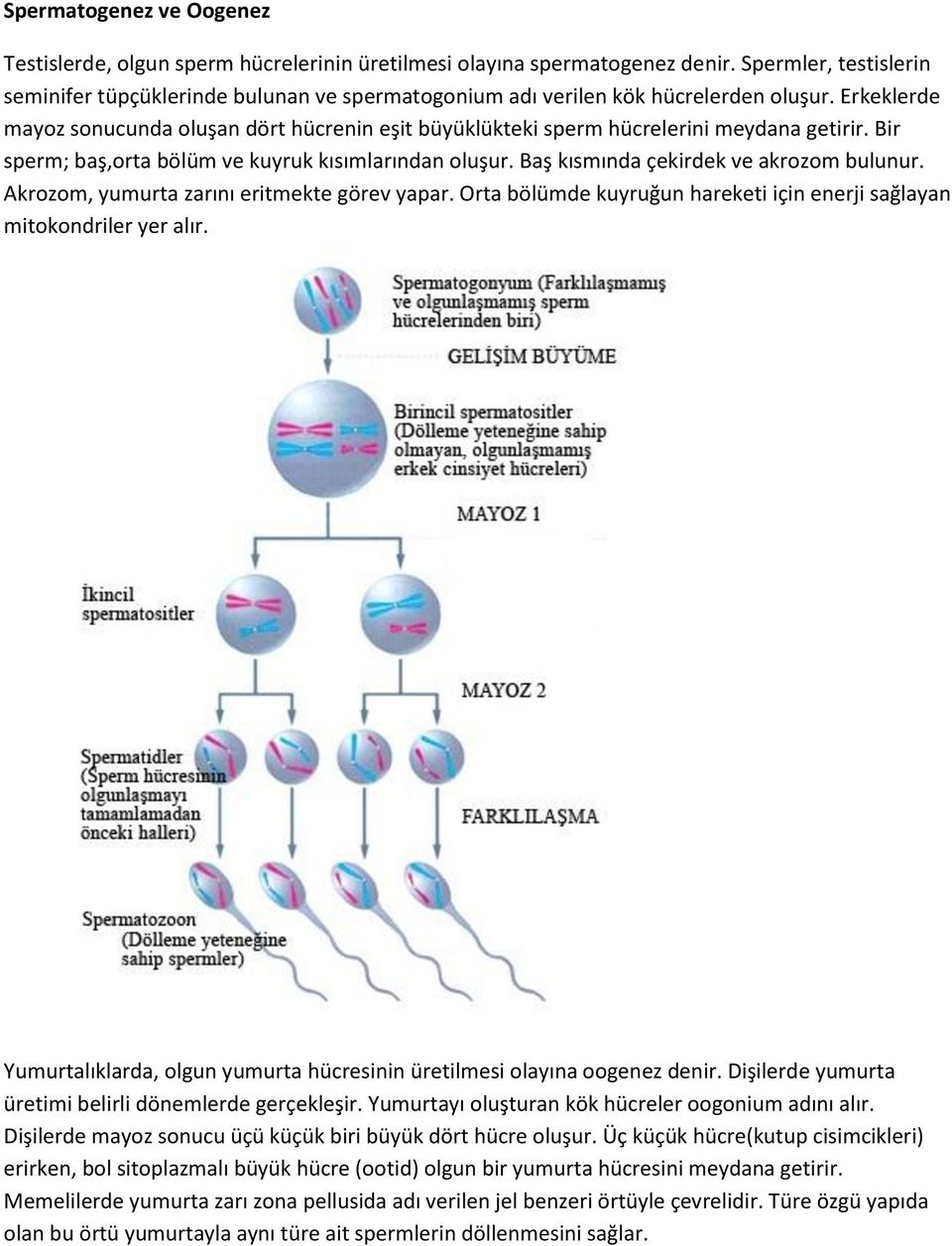 Erkeklerde mayoz sonucunda oluşan dört hücrenin eşit büyüklükteki sperm hücrelerini meydana getirir. Bir sperm; baş,orta bölüm ve kuyruk kısımlarından oluşur. Baş kısmında çekirdek ve akrozom bulunur.