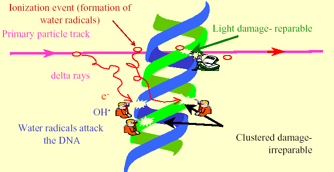 DNA