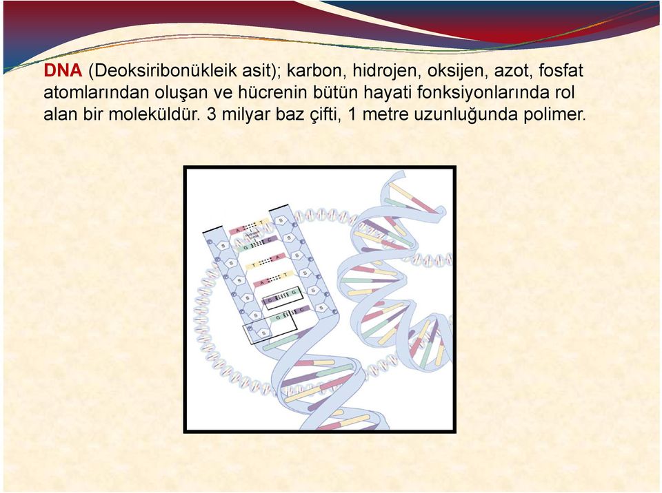 hücrenin bütün hayati fonksiyonlarında rol alan bir