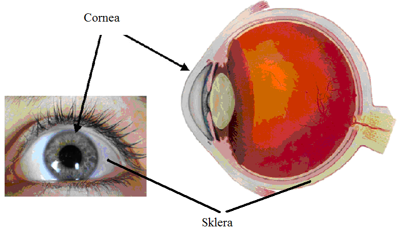 1.1.1.1. DıĢ Tabaka (Tunica Fibroza) Göz küresinin dıģında bulunan bağ dokunun kollojen ipliklerinin oluģturduğu bir tabakadır. Bu nedenle kalın ve sağlamdır.