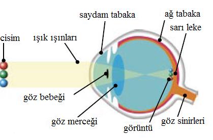 Gözün tabakalarını anatomik atlas ve göz maketi üzerinde inceleyiniz. GözyaĢı bezlerini afiģ ve Ģema üzerinde inceleyiniz. Göz küresinin tabakalarını göz maketi üzerinden gösteriniz. Resim 1.