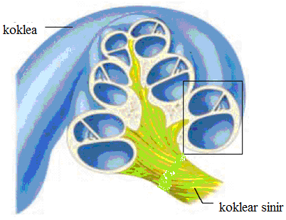 Koklea (cochlea): Orta kulaktan oval pencere ile ayrılır. ġekil olarak salyangoz kabuğuna benzer. Koklea iģitme reseptörlerini taģır.