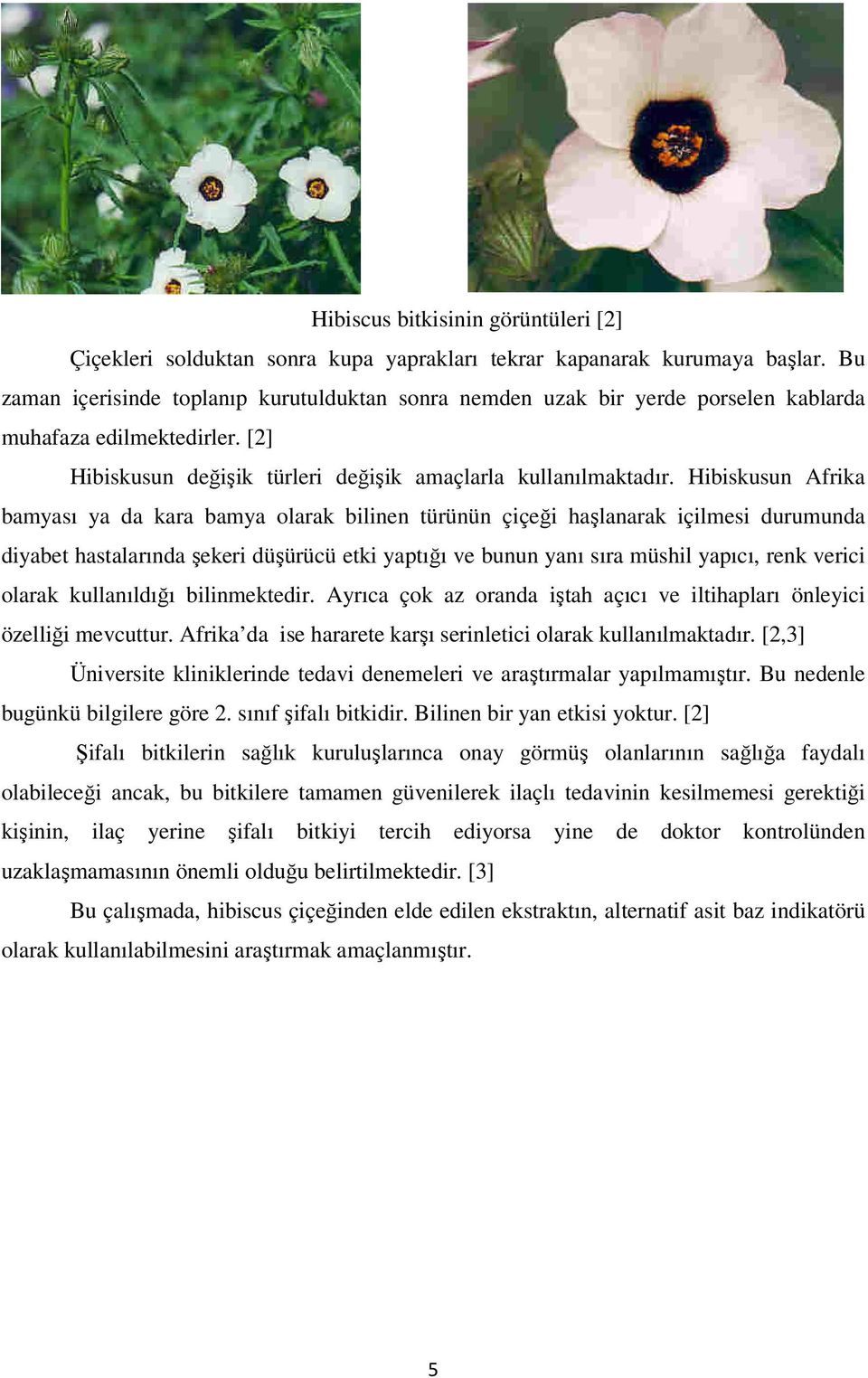 Hibiskusun Afrika bamyası ya da kara bamya olarak bilinen türünün çiçeği haşlanarak içilmesi durumunda diyabet hastalarında şekeri düşürücü etki yaptığı ve bunun yanı sıra müshil yapıcı, renk verici