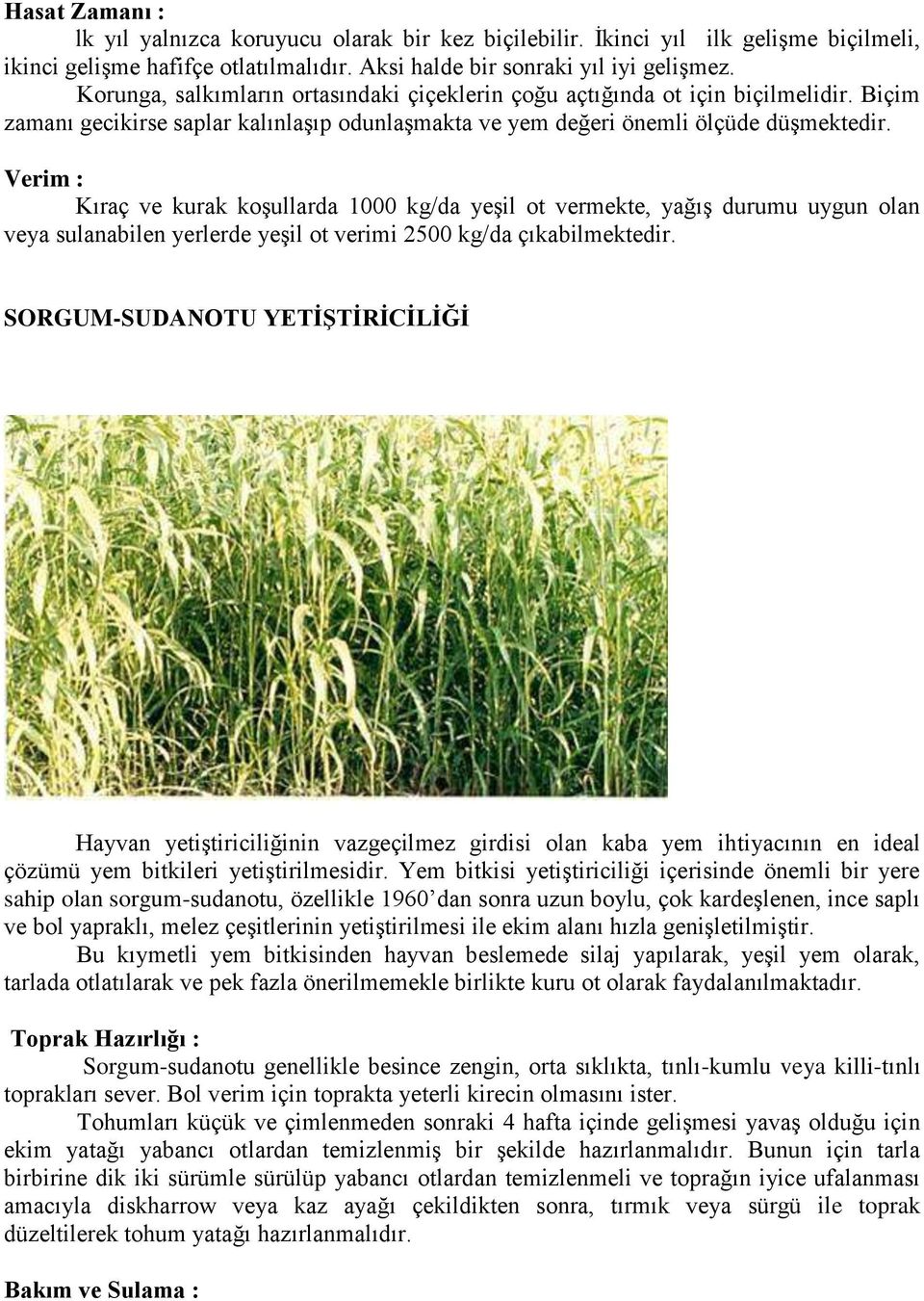 Kıraç ve kurak koşullarda 1000 kg/da yeşil ot vermekte, yağış durumu uygun olan veya sulanabilen yerlerde yeşil ot verimi 2500 kg/da çıkabilmektedir.