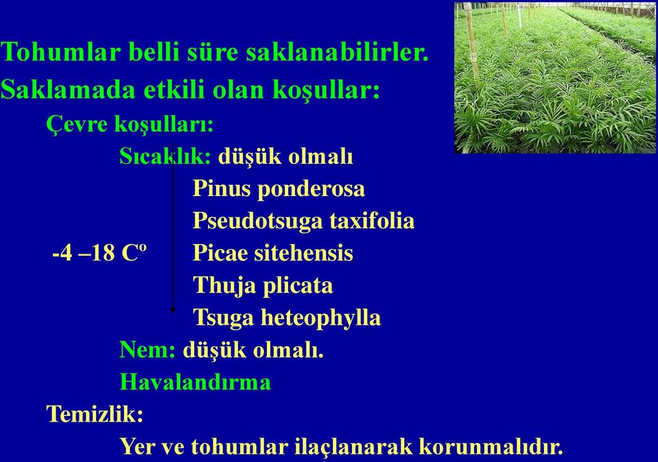 Pinus ponderosa Pseudotsuga taxifolia -4 18 Cº Picae sitehensis Thuja