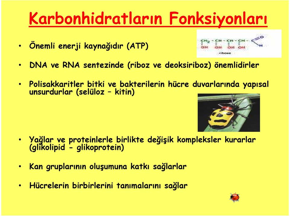 unsurdurlar (selüloz kitin) Yağlar ve proteinlerle birlikte değişik kompleksler kurarlar