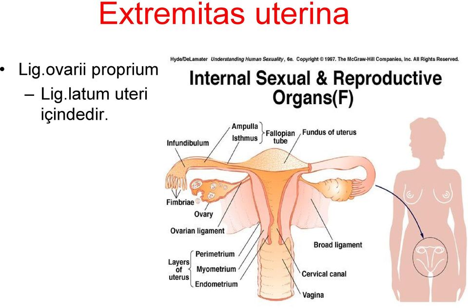 ovarii proprium