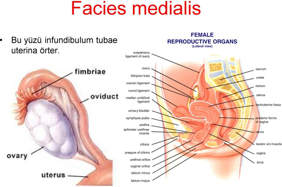 tubae uterina