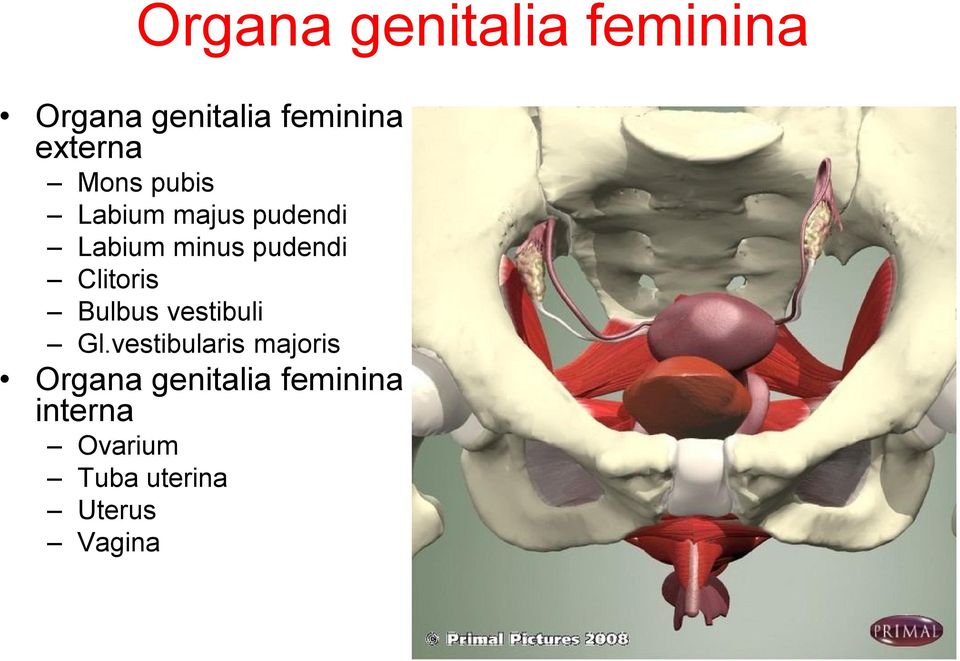 pudendi Clitoris Bulbus vestibuli Gl.