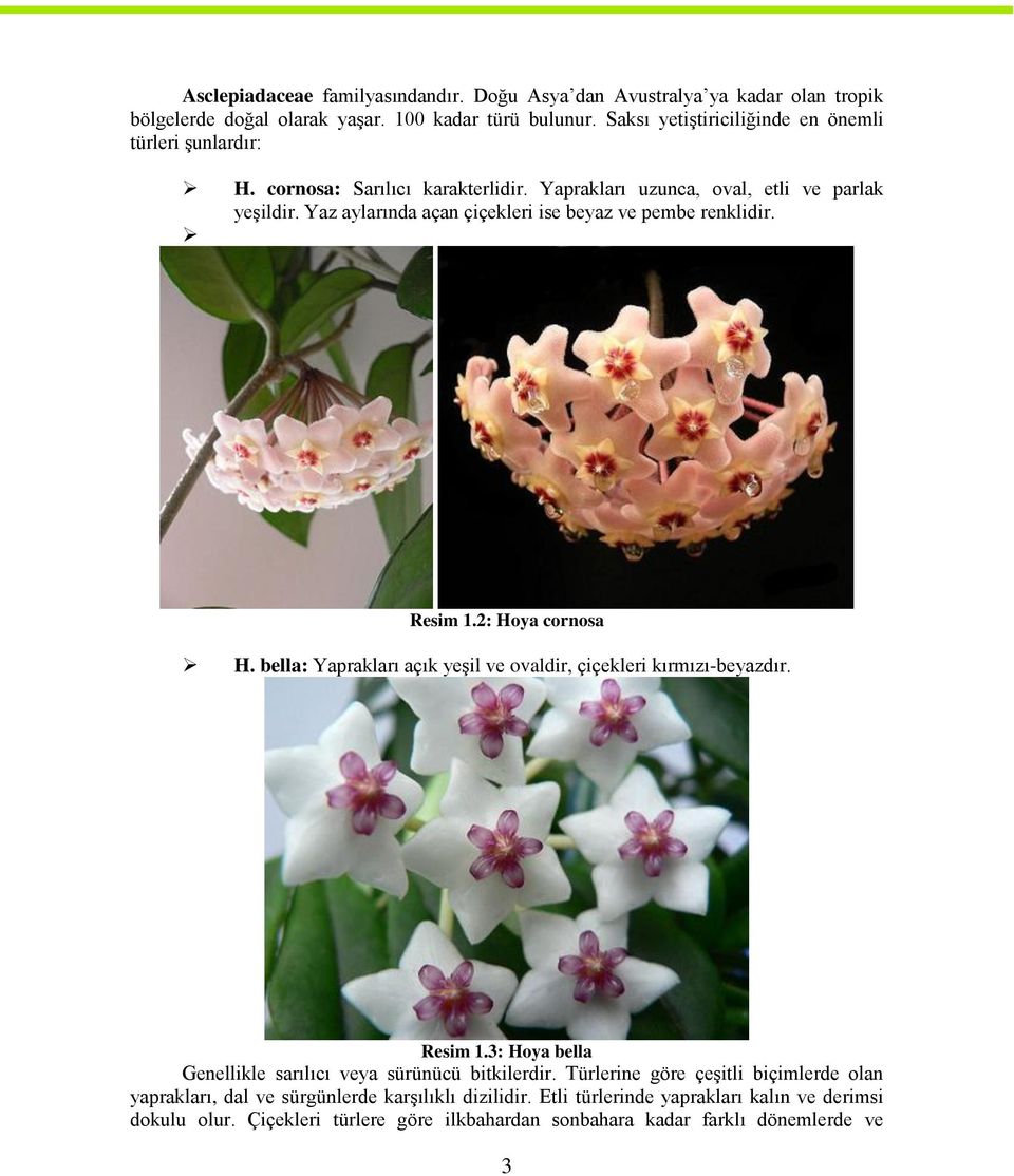 Yaz aylarında açan çiçekleri ise beyaz ve pembe renklidir. Resim 1.2: Hoya cornosa H. bella: Yaprakları açık yeģil ve ovaldir, çiçekleri kırmızı-beyazdır. Resim 1.3: Hoya bella Genellikle sarılıcı veya sürünücü bitkilerdir.