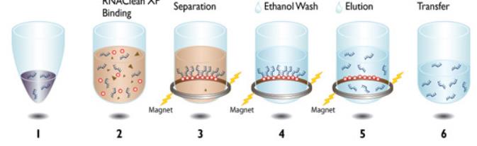 1. Enzimatik rxn (Proteinaz K, kaotropik ajanlar); hücre yapıları, proteinler, lipid yapıları ve RNA yı parçalayan Ribonükleaz bozulur. 2. Silika yüzeyli (+) manyetik boncuklara RNA (-) bağlanır.