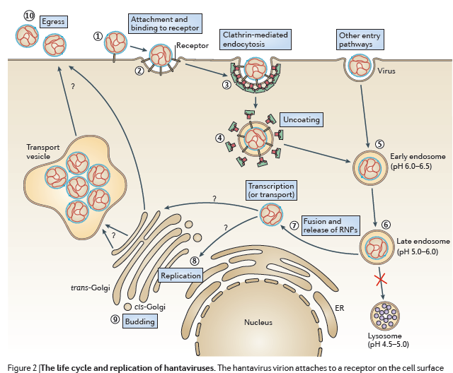 Transkripsiyon, replikasyon ve Viral proteinlerin üretimi