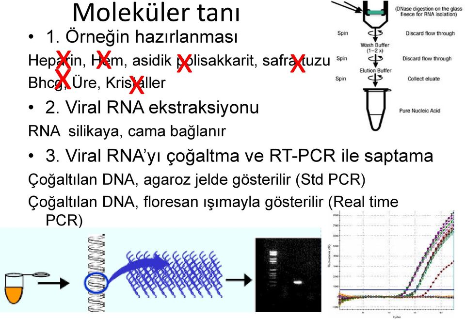 Üre, Kristaller x 2. Viral RNA ekstraksiyonu RNA silikaya, cama bağlanır 3.