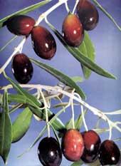 ZEYTİN YAĞ BİTKİLERİ Akdeniz iklim bitkisidir. Ancak Akdeniz Bölgesinde tarımı fazla gelişmemiştir.