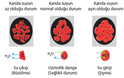 C.OSMOTİK BASINÇ Canlı dokularda hücre zarları, ince bağırsakların çeperi, idrar torbasının çeperi ve başka birçok biyolojik membran yarı geçirgen karakterlidir.
