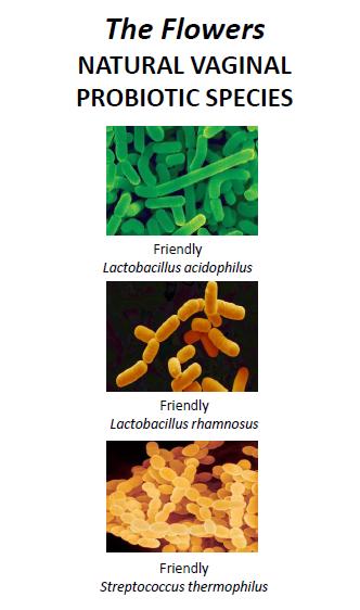 MAFLOR VAJİNAL KAPSÜL Vajinal florayı iyileştirmenin ve FORMÜLÜ korumanın doğal yolu Her bir vajinal kapsül: Lactobacillus rhamnosus 6.