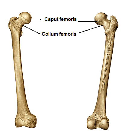 Tipik bir uzun kemik olduğundan üç bölüme ayrılarak incelenir.