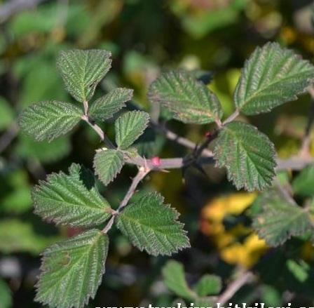 Rubus sanctus SCHREBER (Yabani Böğürtlen) -Üçlü (trifolyat)