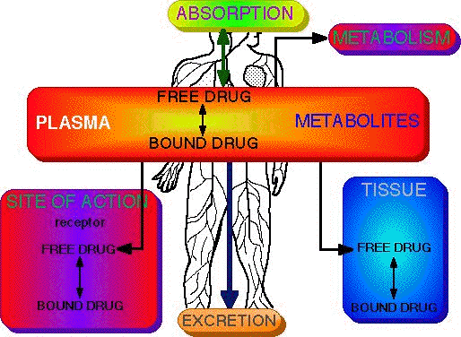 ENJEKSİYON ABSORBSİYON METABOLİZMA PLAZMA SERBEST İLAÇ BAĞLANMIŞ İLAÇ METABOLİTLER